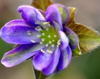 Single white and violet blue flowers